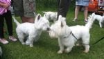 Liddington Fete and Dog Show 2008