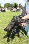 Liddington Fete and Dog Show 2008