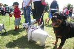 Liddington Fete and Dog Show 2008