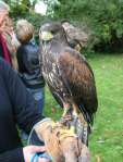 Falconry at Chiseldon House Hotel