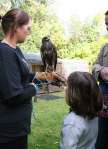 Falconry at Chiseldon House Hotel